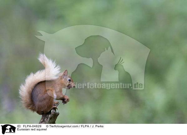 Eurasian red squirrel / FLPA-04829