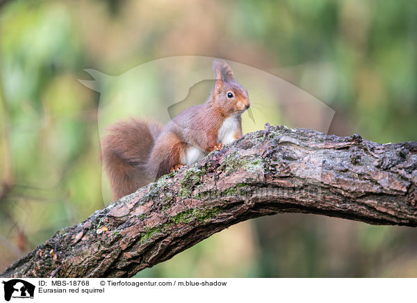 Eurasian red squirrel / MBS-18768