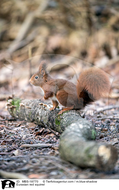 Eurasian red squirrel / MBS-18770