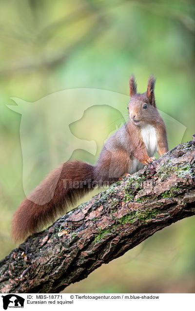 Eurasian red squirrel / MBS-18771