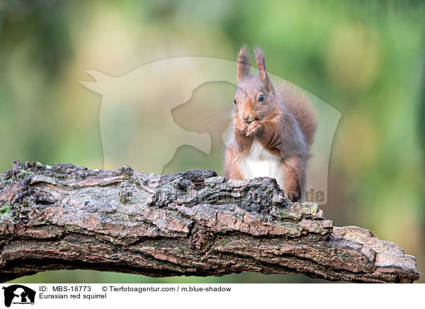 Eurasian red squirrel / MBS-18773