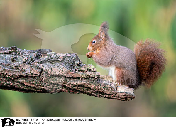 Eurasian red squirrel / MBS-18775