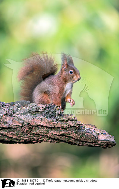 Eurasian red squirrel / MBS-18779