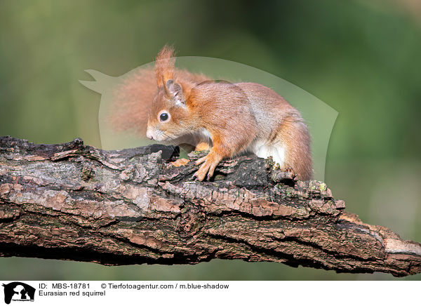 Eurasian red squirrel / MBS-18781