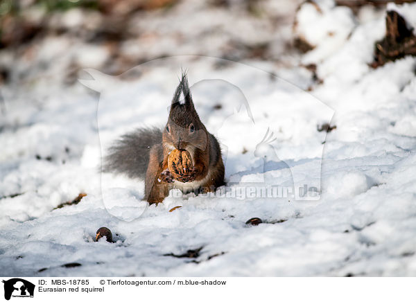 Eurasian red squirrel / MBS-18785