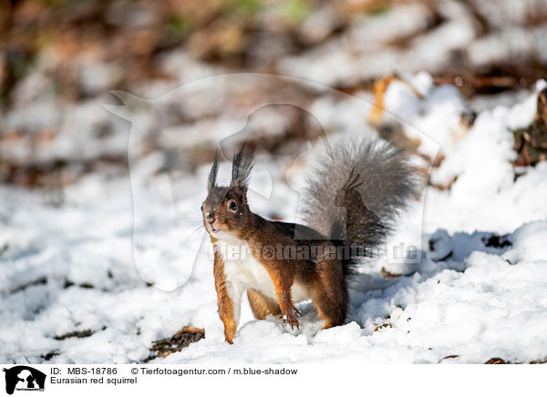 Eurasian red squirrel / MBS-18786