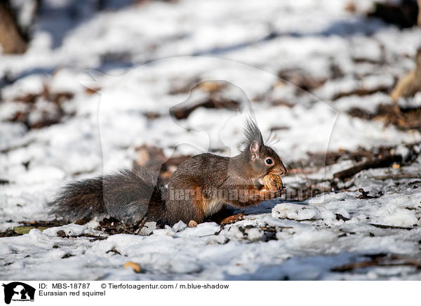 Eurasian red squirrel / MBS-18787
