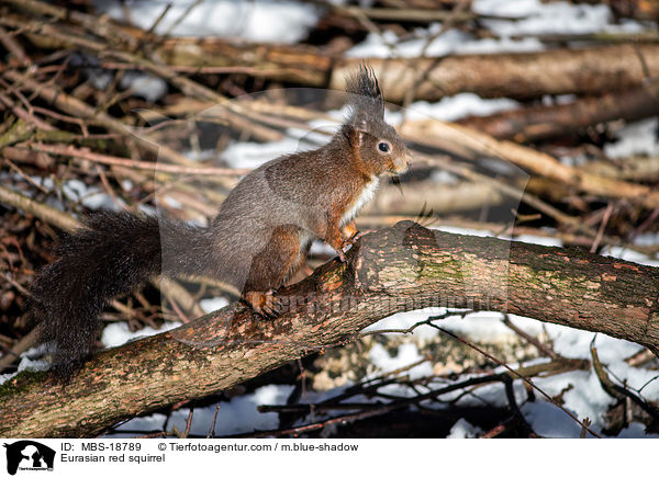 Eurasian red squirrel / MBS-18789