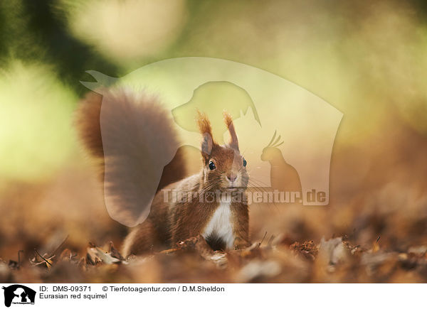 Europisches Eichhrnchen / Eurasian red squirrel / DMS-09371