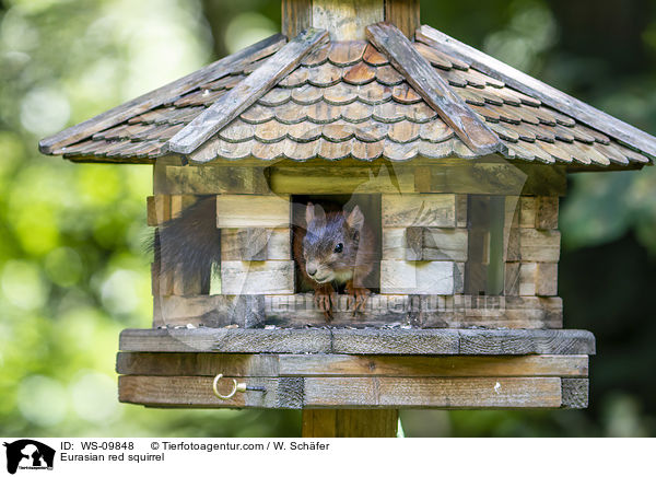 Europisches Eichhrnchen / Eurasian red squirrel / WS-09848