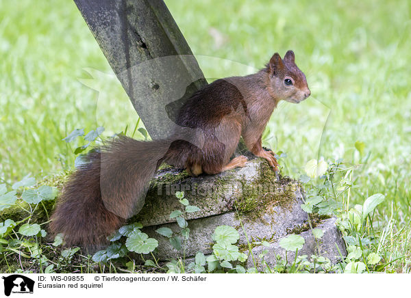 Eurasian red squirrel / WS-09855