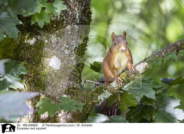 Eurasian red squirrel / WS-09866