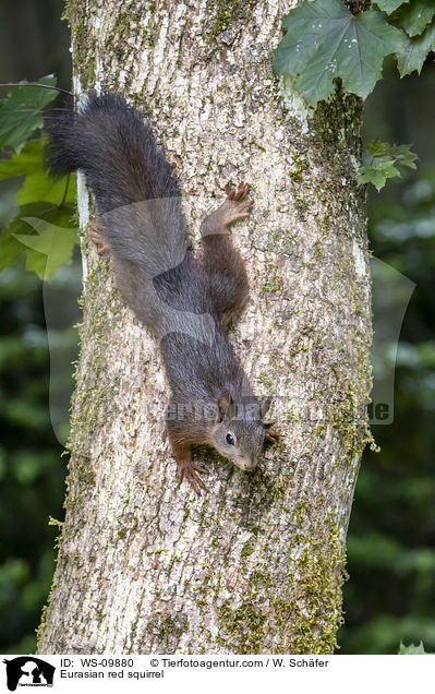 Eurasian red squirrel / WS-09880