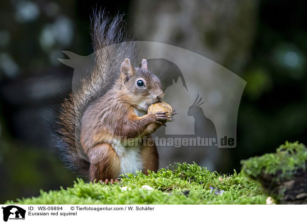 Eurasian red squirrel / WS-09894