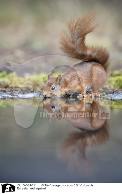 Europisches Eichhrnchen / Eurasian red squirrel / DV-04011
