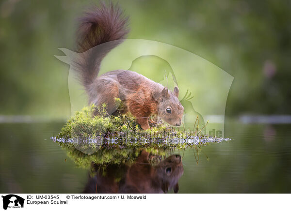European Squirrel / UM-03545