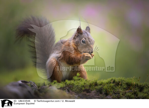 Europisches Eichhrnchen / European Squirrel / UM-03546