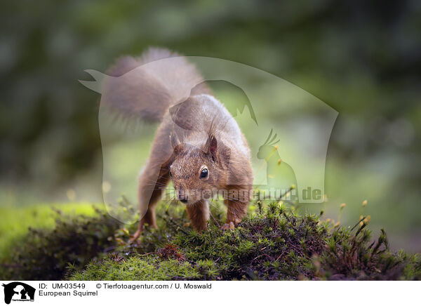 European Squirrel / UM-03549