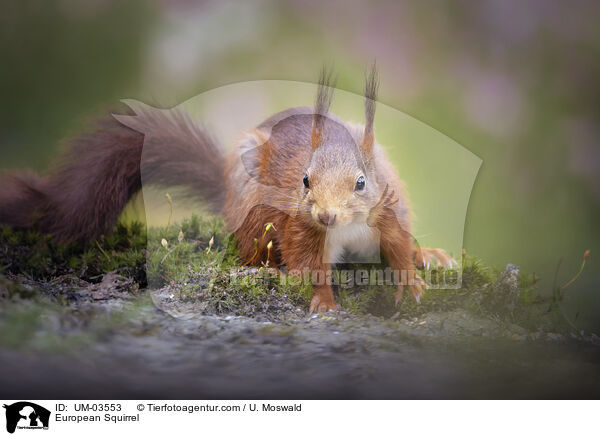 European Squirrel / UM-03553