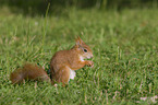red squirrel