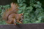 red squirrel