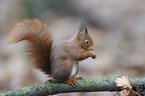 red squirrel