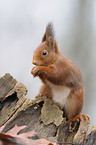 red squirrel