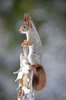 red squirrel