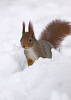 red squirrel