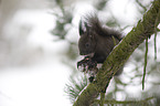 Eurasian red squirrel