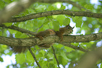 Eurasian red squirrel