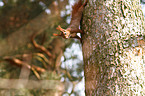 red squirrel