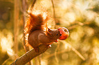 red squirrel