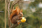 red squirrel