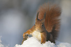 red squirrel
