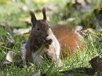 Eurasian red squirrel