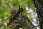 Eurasian red squirrel