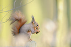 Eurasian red squirrel