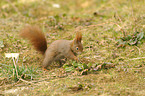Eurasian red squirrel