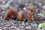 Eurasian red squirrel
