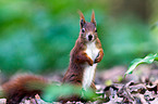Eurasian red squirrel