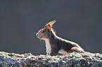 red squirrel