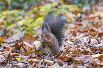 Eurasian red squirrel