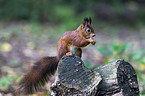 Eurasian red squirrel
