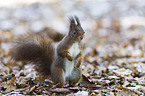red squirrel
