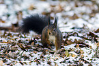 red squirrel