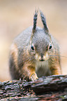 red squirrel