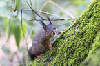 red squirrel