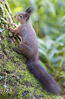 red squirrel