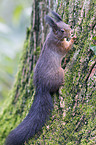 red squirrel